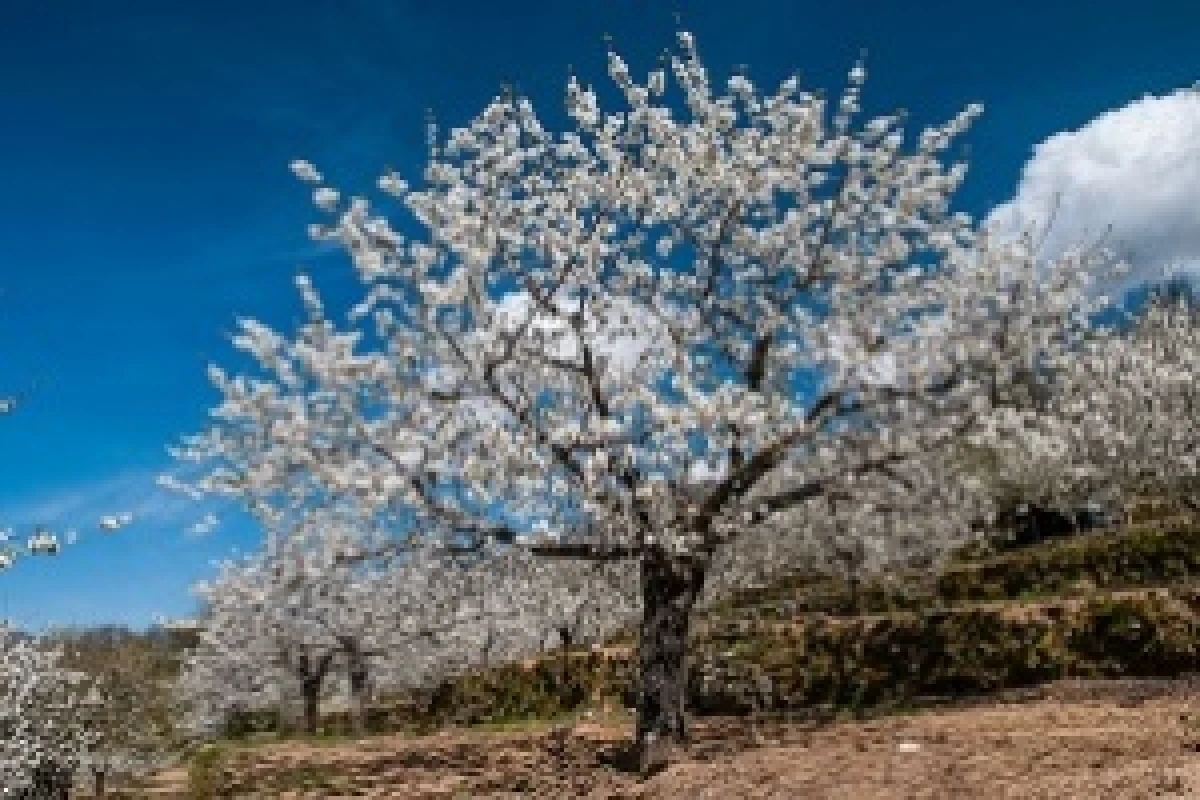 Valle del Jerte y Comarca de la Vera: cerezos en flor