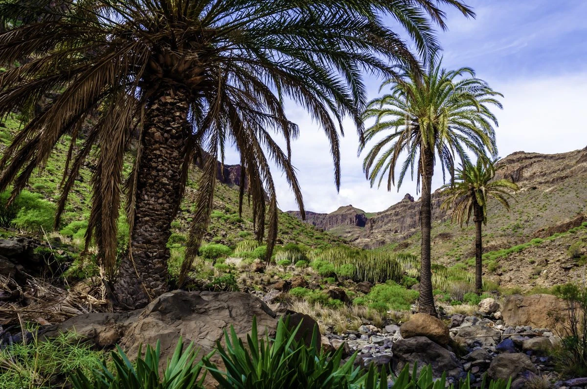 Gran Canaria y Maspalomas